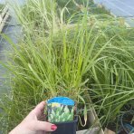 Perovec psiarkovitý (Pennisetum alopecuroides) - kont. C2L